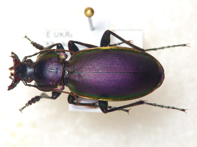Carabus violaceus aurolimbatus Dejean, 1829